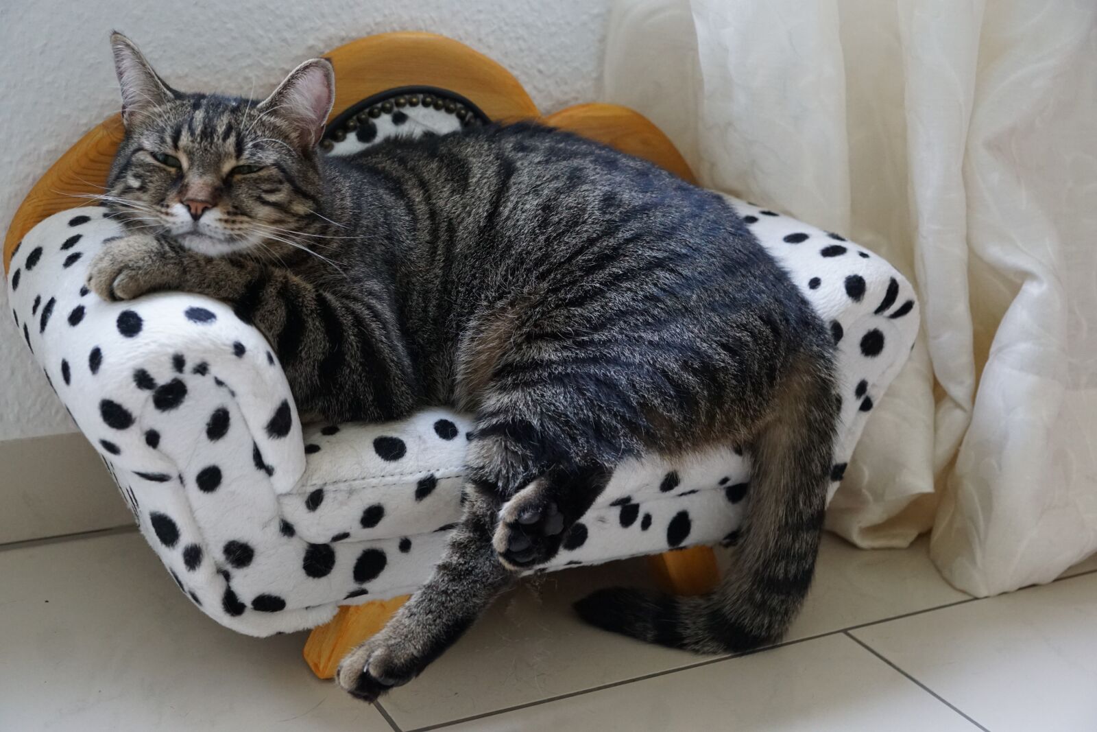 Sony ILCA-77M2 + Sony DT 16-50mm F2.8 SSM sample photo. Cat, tiger, sweet photography