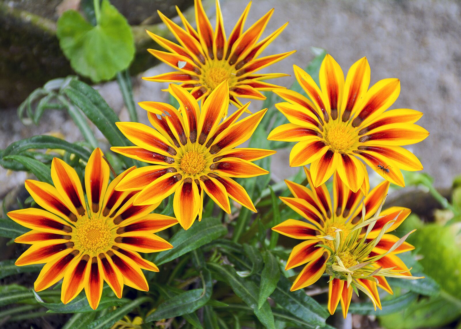Nikon D7100 sample photo. Beauty, yellow, bloom photography