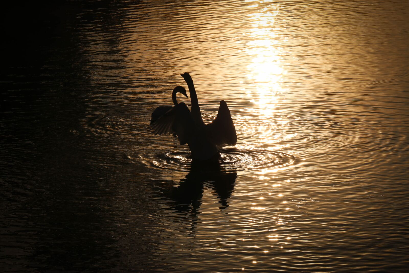 Canon EOS 70D sample photo. Morning, swan, dark photography