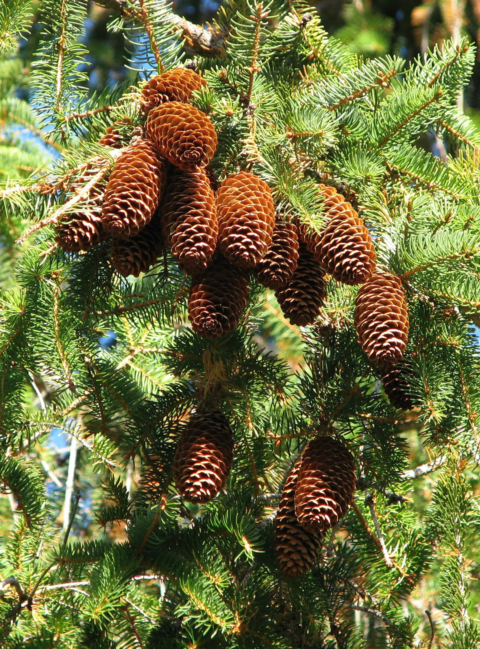 Canon POWERSHOT S5 IS sample photo. Norway spruce, picea abies photography