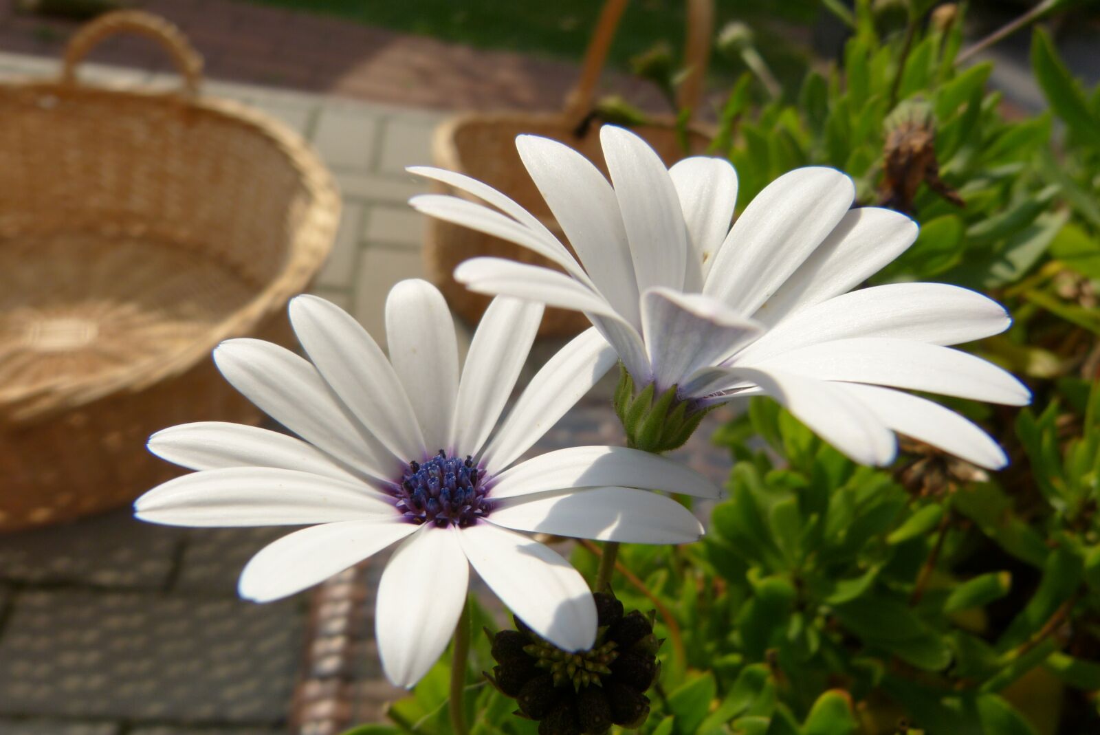 Panasonic Lumix DMC-FZ150 sample photo. Garden, basket, summer photography