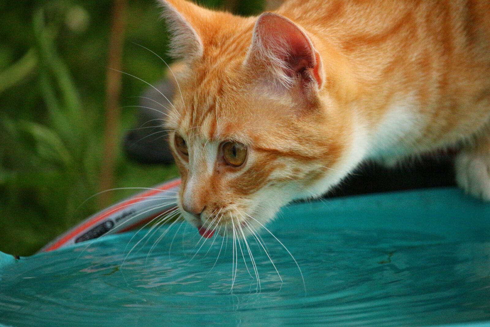 Canon EOS 100D (EOS Rebel SL1 / EOS Kiss X7) sample photo. Cat, kitten, mieze photography