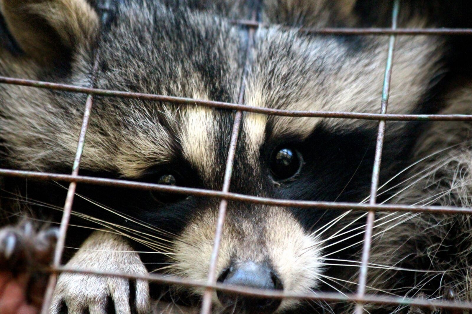 Canon EOS 650D (EOS Rebel T4i / EOS Kiss X6i) sample photo. Raccoon, procyon lotor, raccoon photography