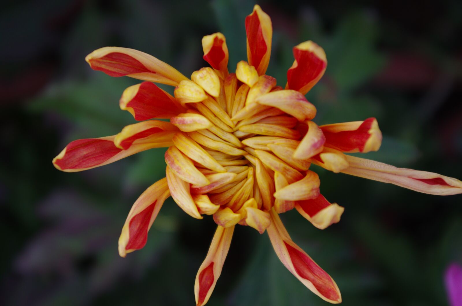 Pentax K-5 sample photo. Chrysanthemum, autumn chrysanthemum, daisy 3 photography