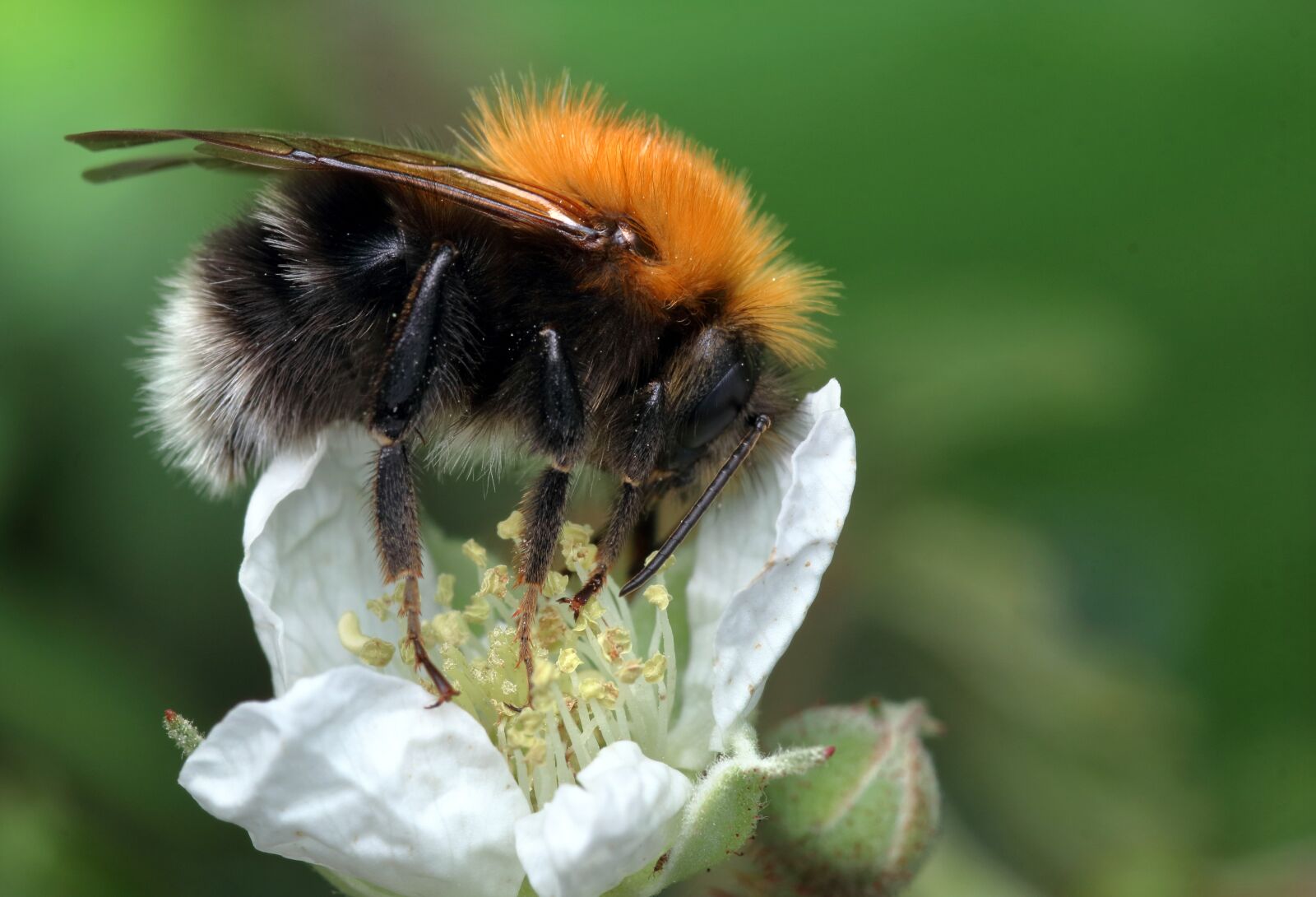 Canon EOS 80D sample photo. Bee, feeding, nectar photography