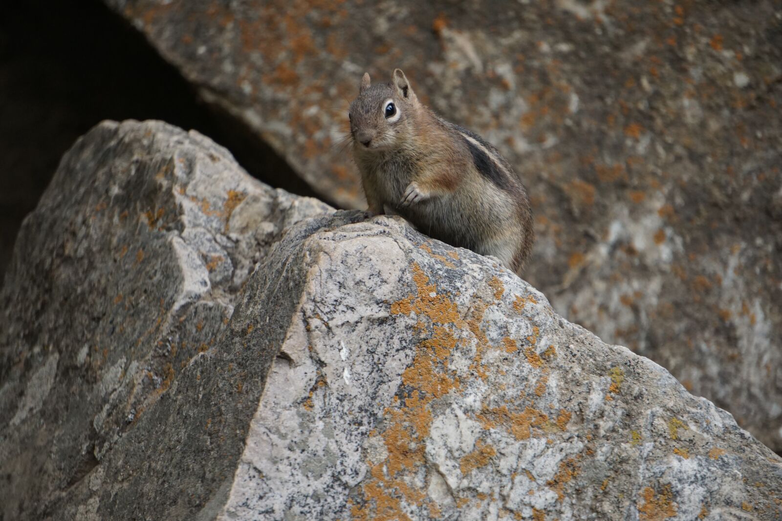 Sony a6000 sample photo. Golden-mantled ground squirrel, colorado photography