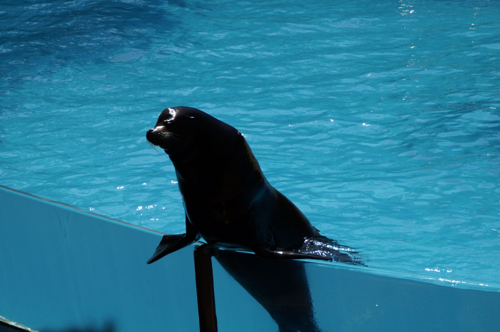 Sony SLT-A58 sample photo. Zoo, sea lion, males photography