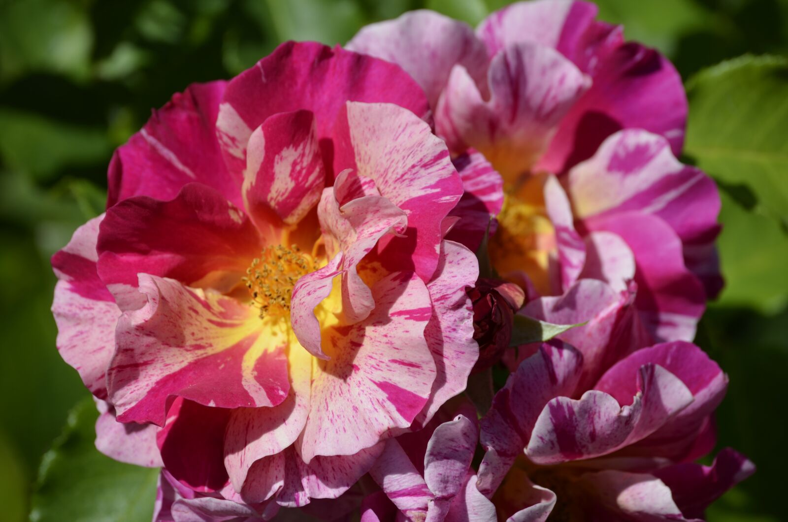 Nikon D5100 sample photo. Rose, flower, purple photography