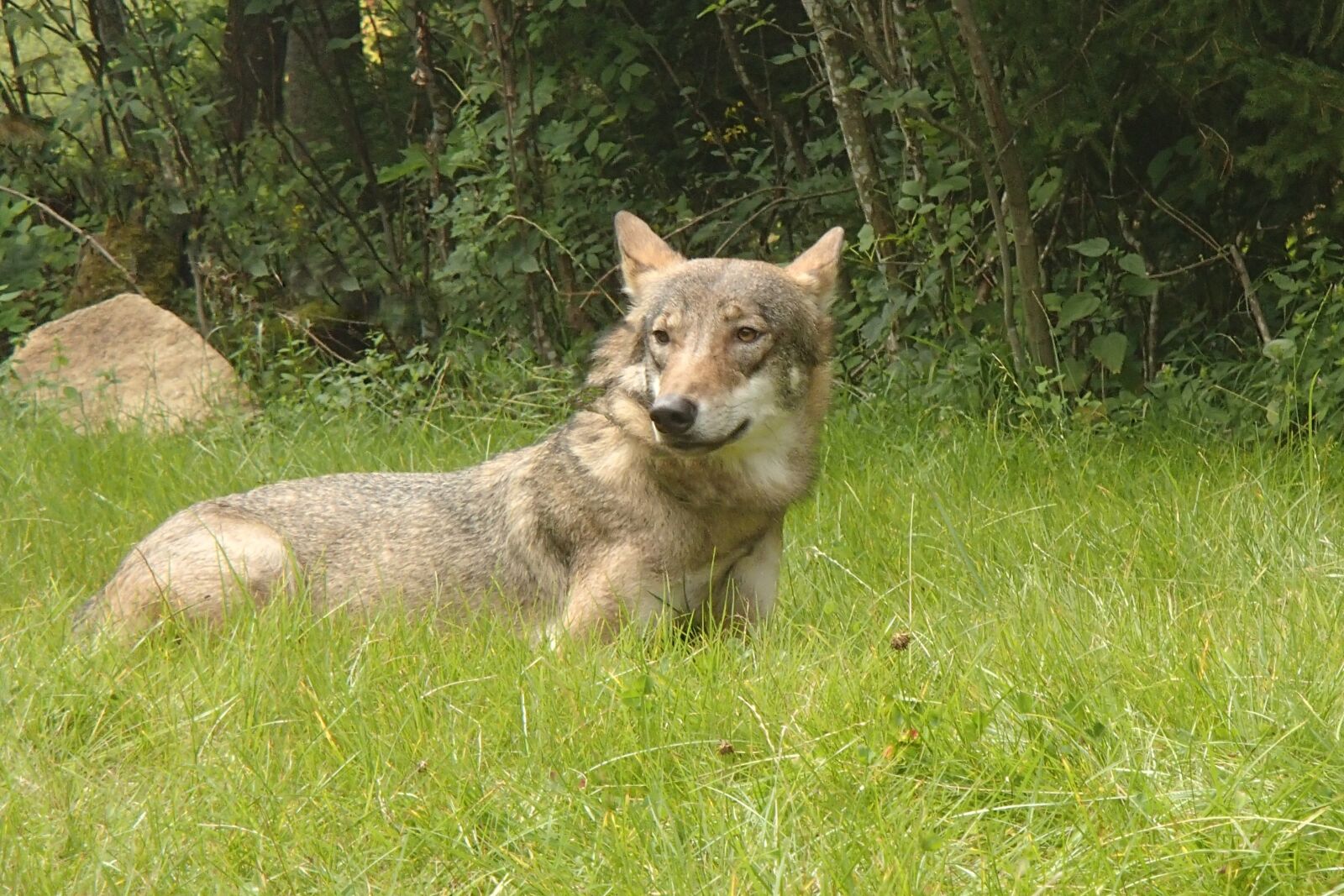 Olympus TG-630 sample photo. Wolf, nature, animal photography