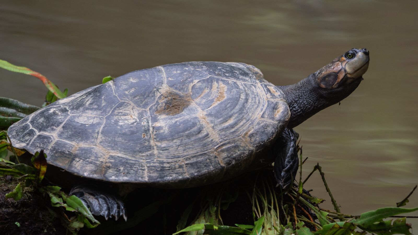 Panasonic Lumix DC-G9 + LEICA DG 100-400/F4.0-6.3 sample photo. Ecuador, water turtle, turtle photography