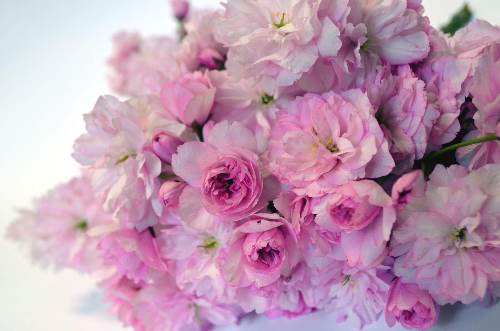 Nikon D5100 sample photo. Postcard, mother's day, wedding photography