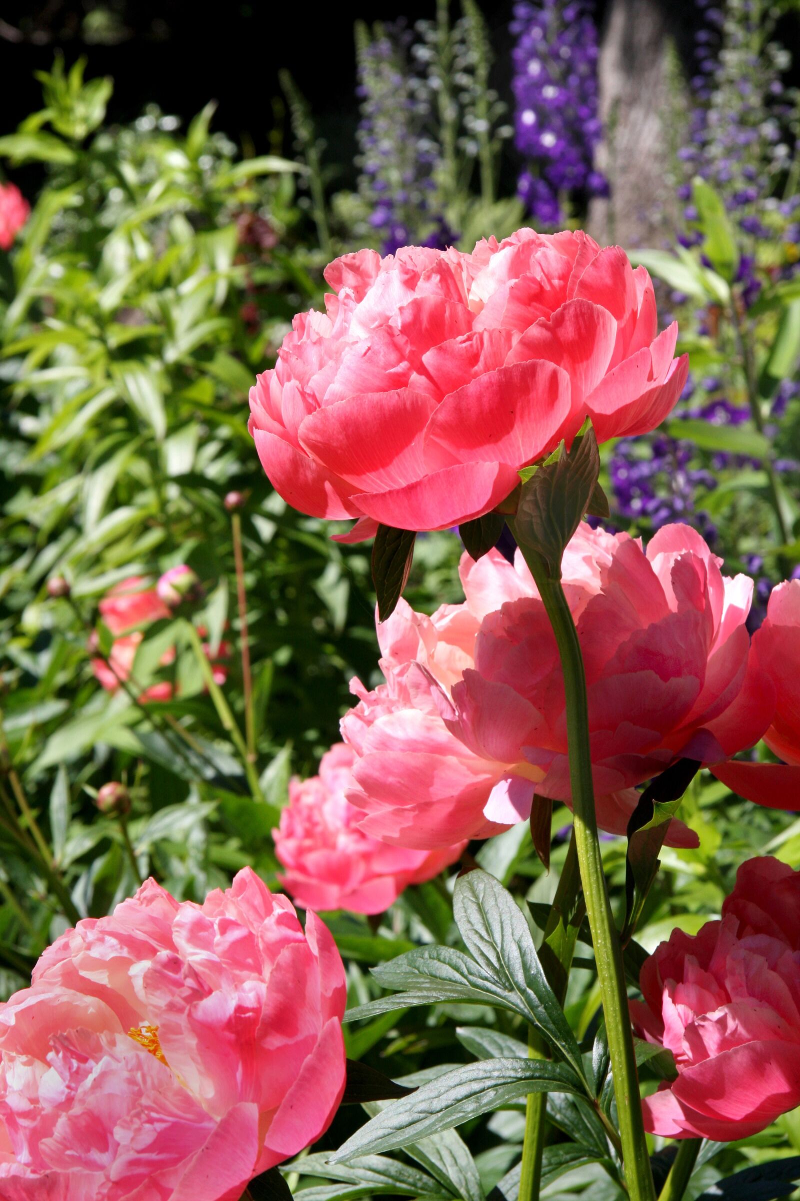 Canon EOS 40D sample photo. Flowers, pink, peonies photography
