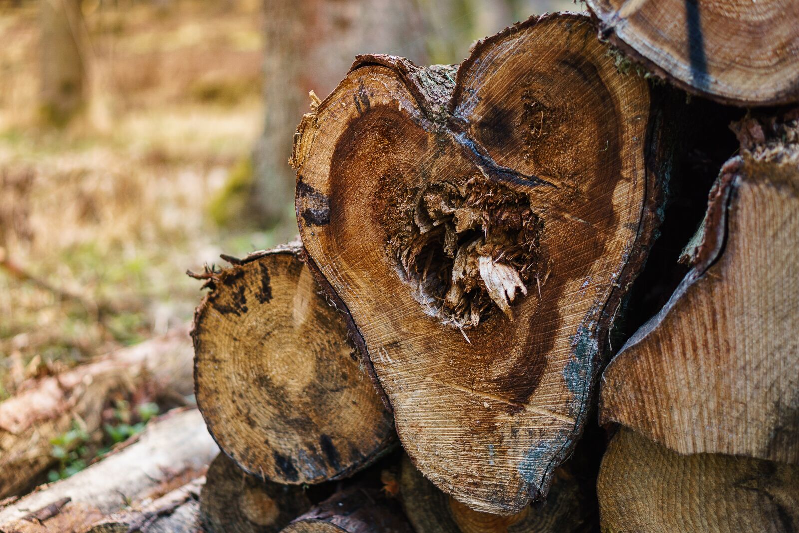 E 50mm F1.8 OSS sample photo. Forest, tree, landscape photography