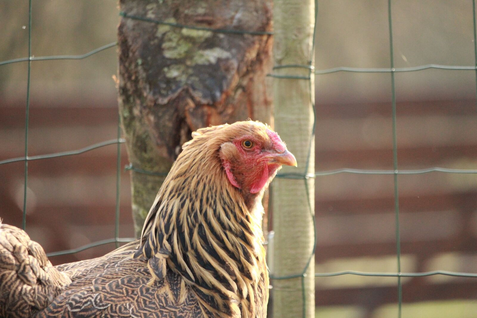 Canon EOS 1200D (EOS Rebel T5 / EOS Kiss X70 / EOS Hi) sample photo. Hen, hen brahma, brown photography