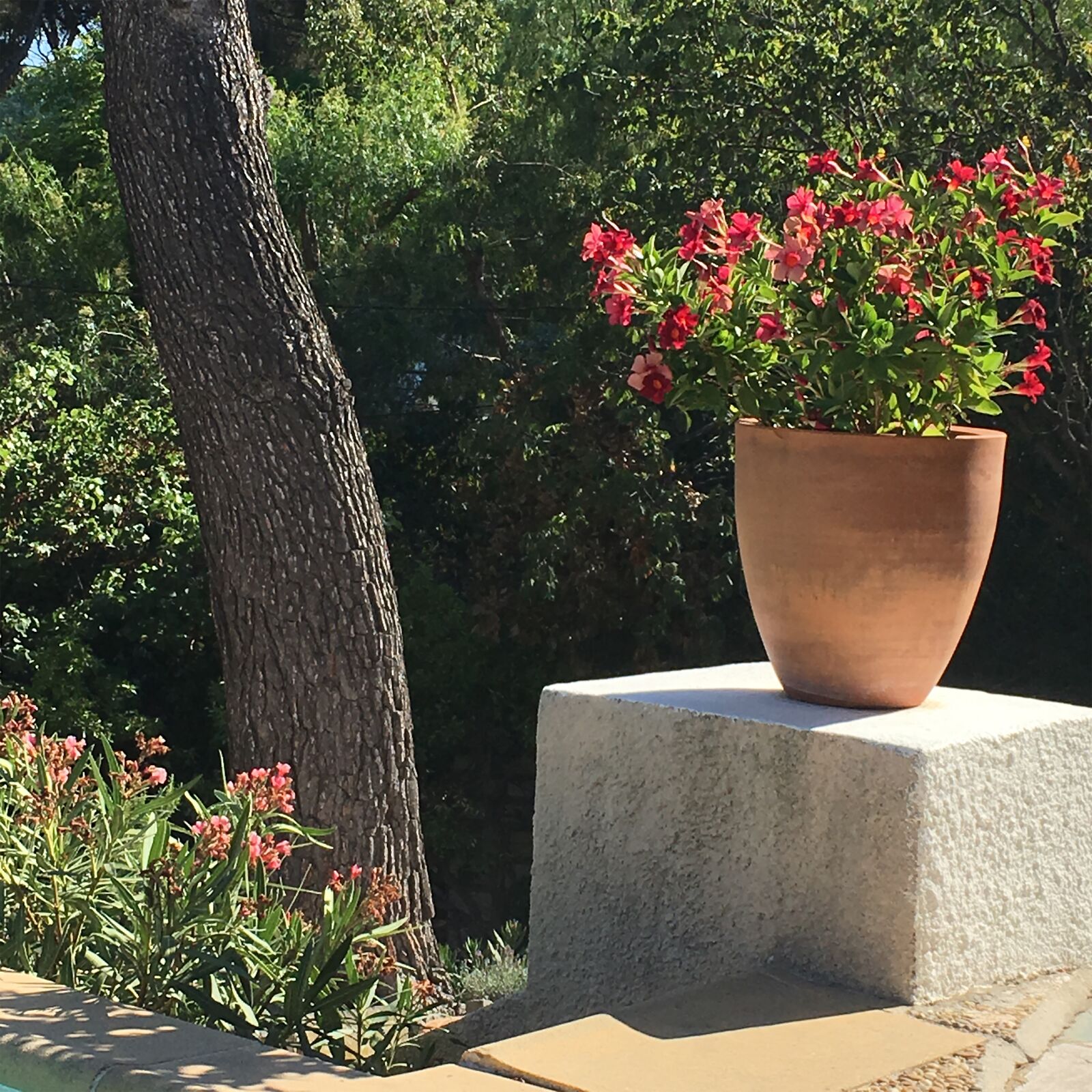 Apple iPhone 6s sample photo. Cassis france 3, flowers, summer 2019 photography