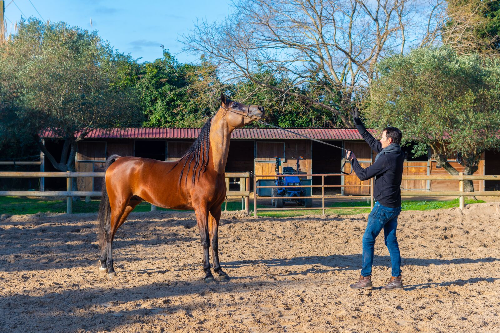 Nikon D850 sample photo. Pure-blood arab, horse, dressage photography