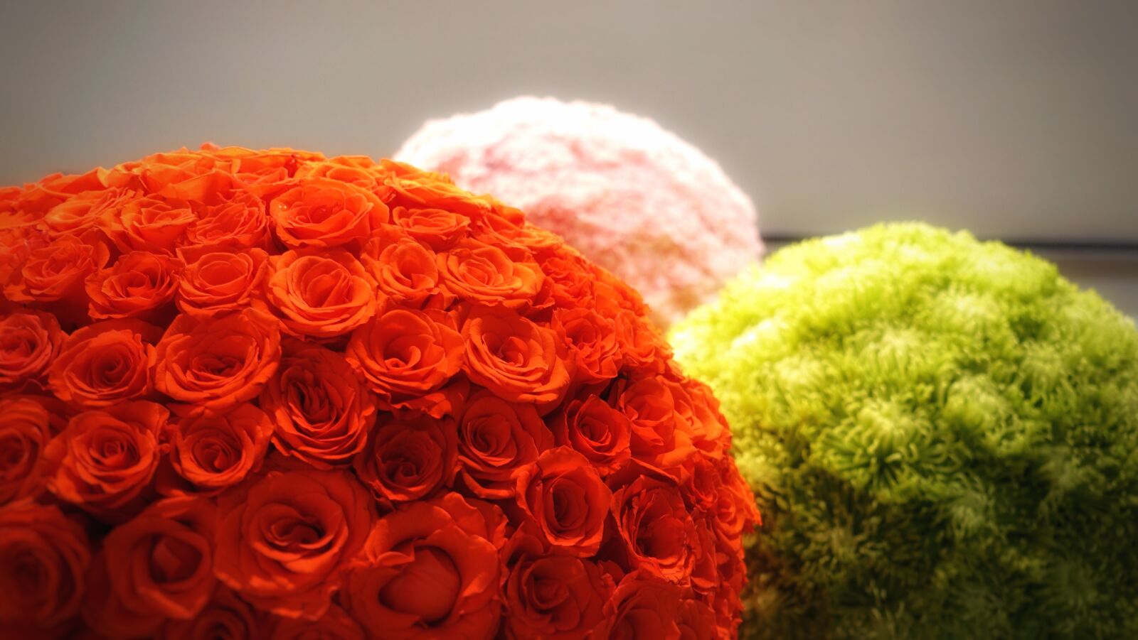 Sony Cyber-shot DSC-RX100 III sample photo. Rose, flower, orange photography