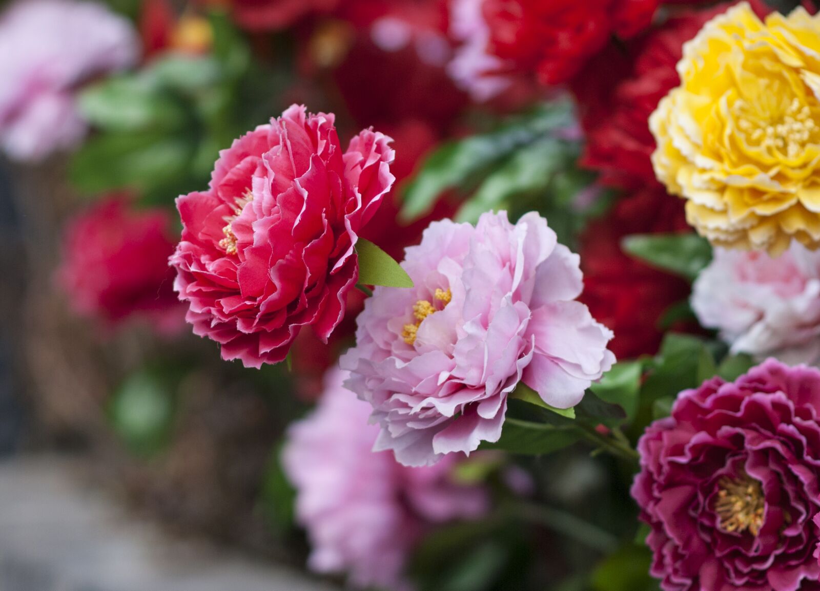 Nikon D3000 sample photo. Flowers, paper flowers, safflower photography