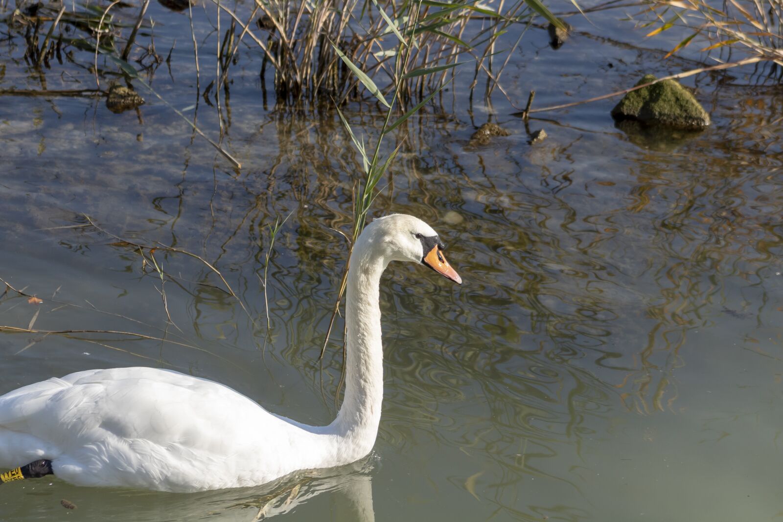 Canon EF75-300mm f/4-5.6 sample photo. Mute swan, bird, swim photography