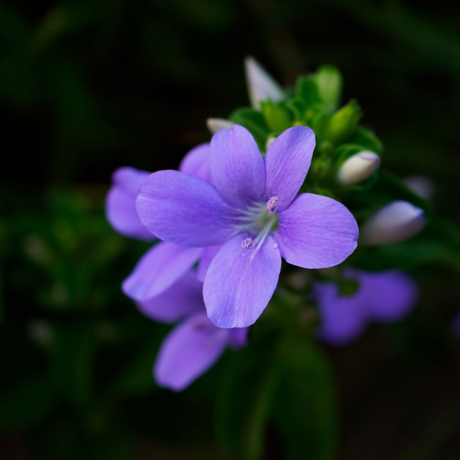 Olympus M.Zuiko Digital ED 30mm F3.5 Macro sample photo. Purple flower, nature, pink photography
