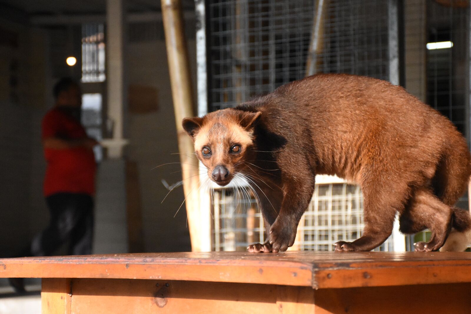 Nikon D7200 sample photo. Innocent, civet cat, brown photography
