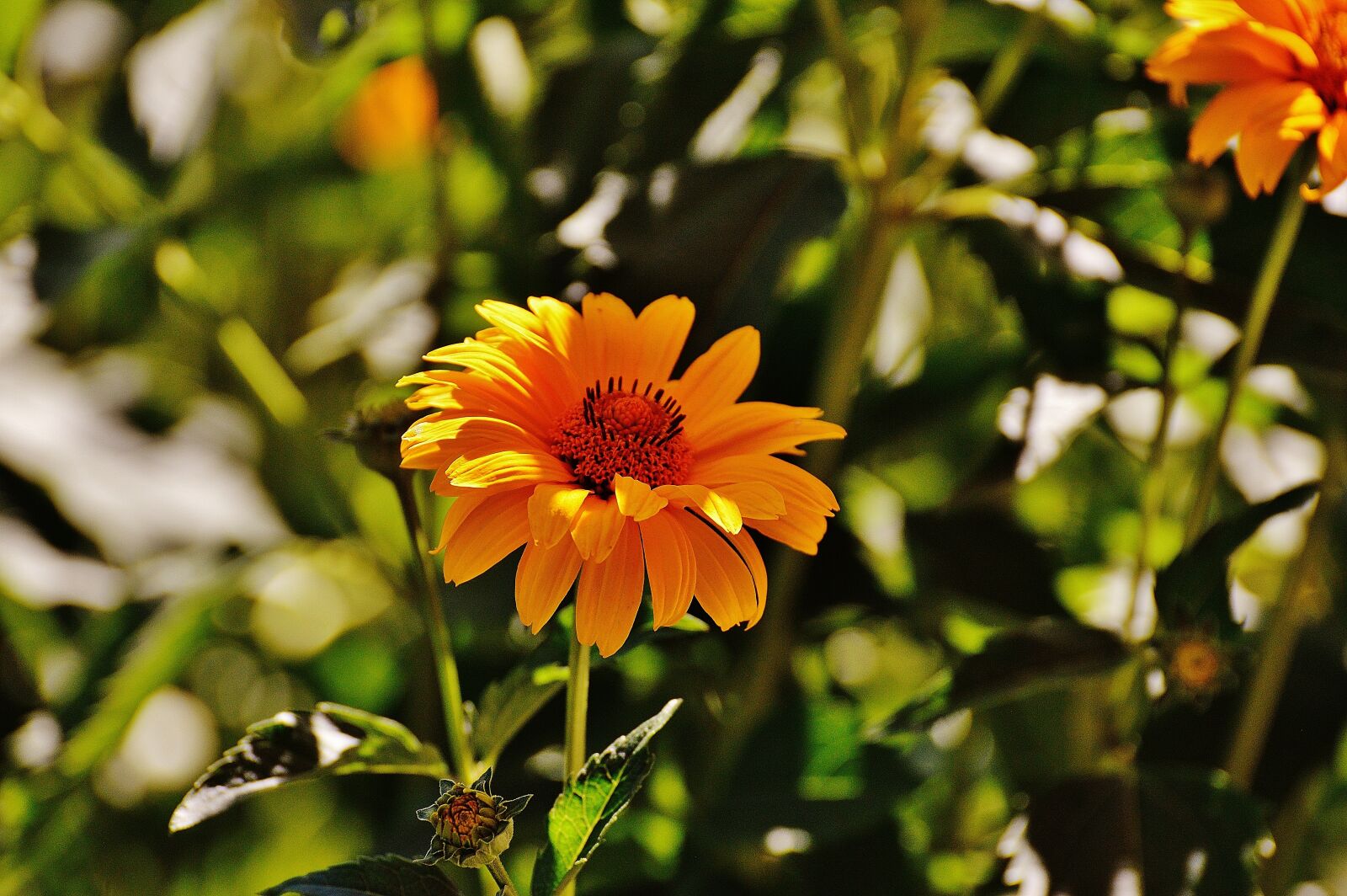 Nikon D3200 sample photo. Flower, yellow, blossom photography
