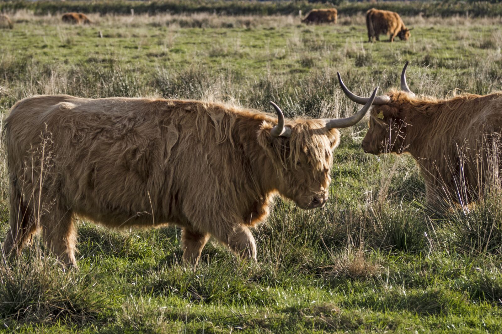 Olympus OM-D E-M10 sample photo. Galloway, beef, livestock photography