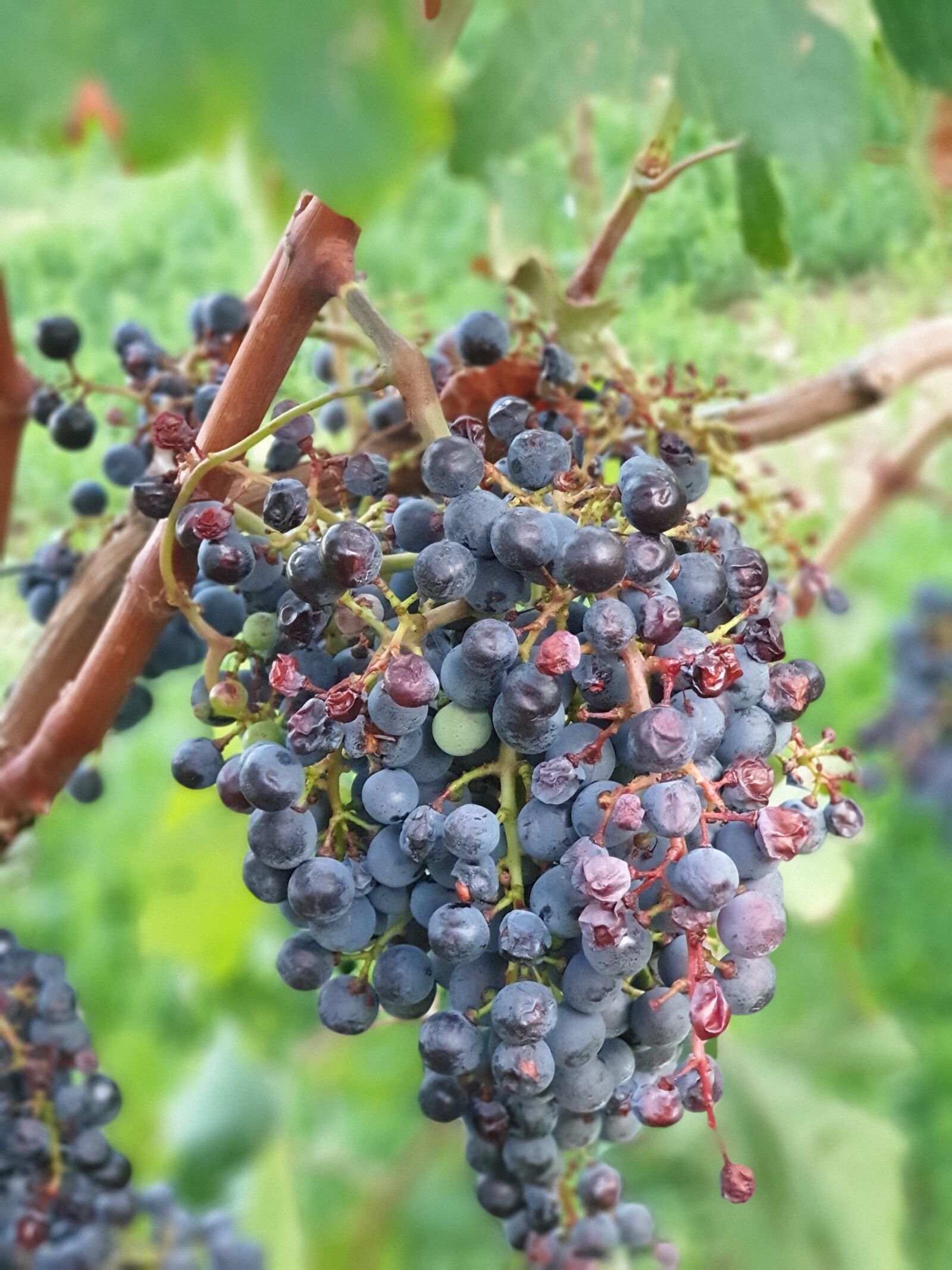 Samsung Galaxy Note9 sample photo. Vine, grapevine, wine photography
