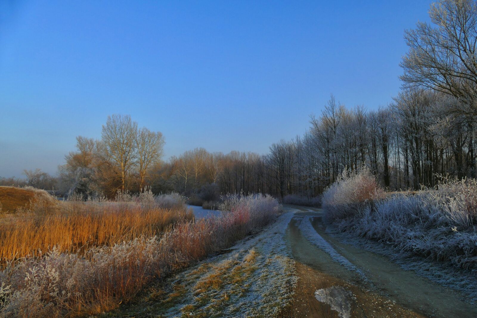 Panasonic Lumix DMC-FZ1000 sample photo. Nature, country, path photography