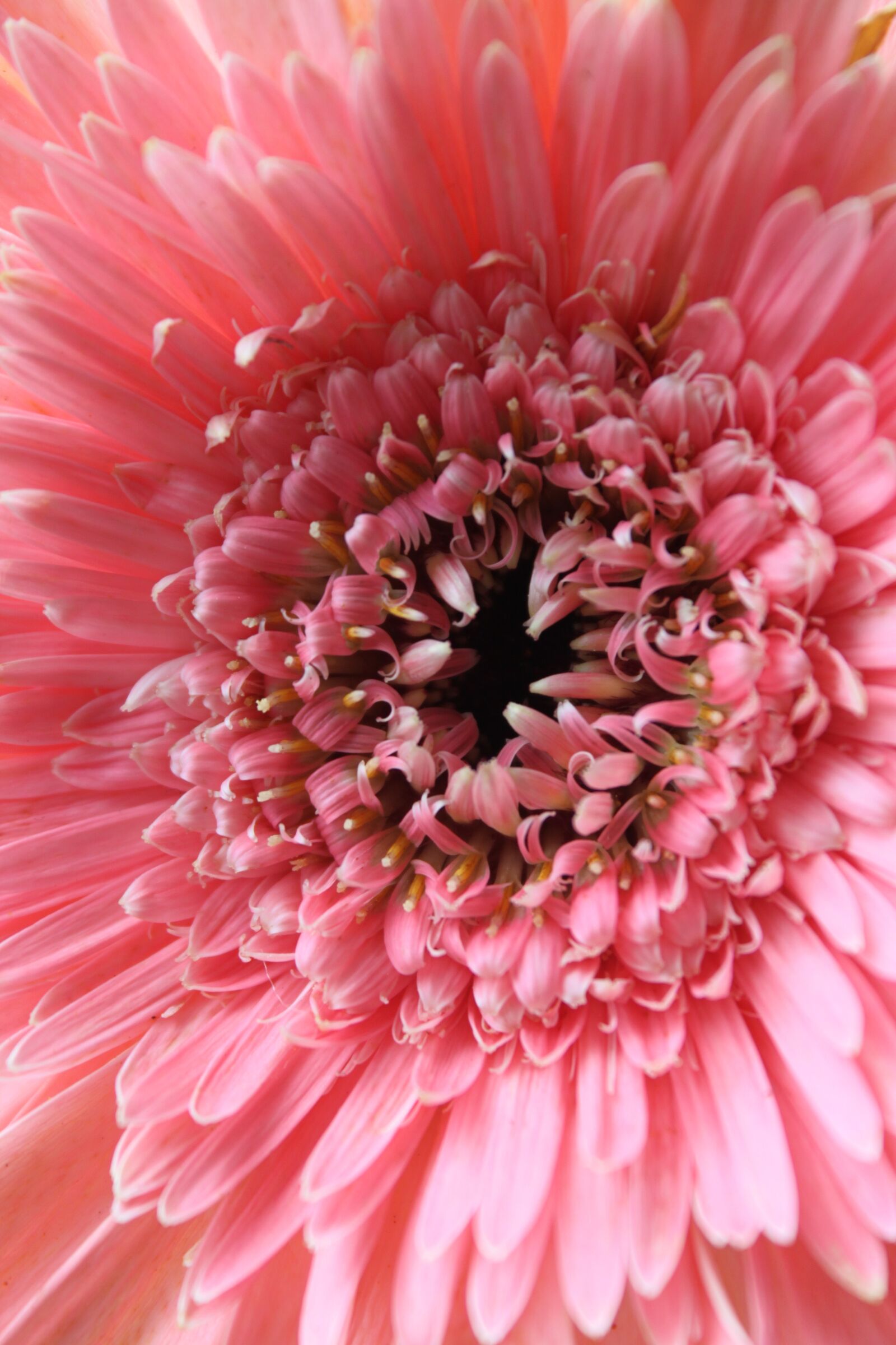 Canon EOS 500D (EOS Rebel T1i / EOS Kiss X3) sample photo. Gerbera, flower, pink photography