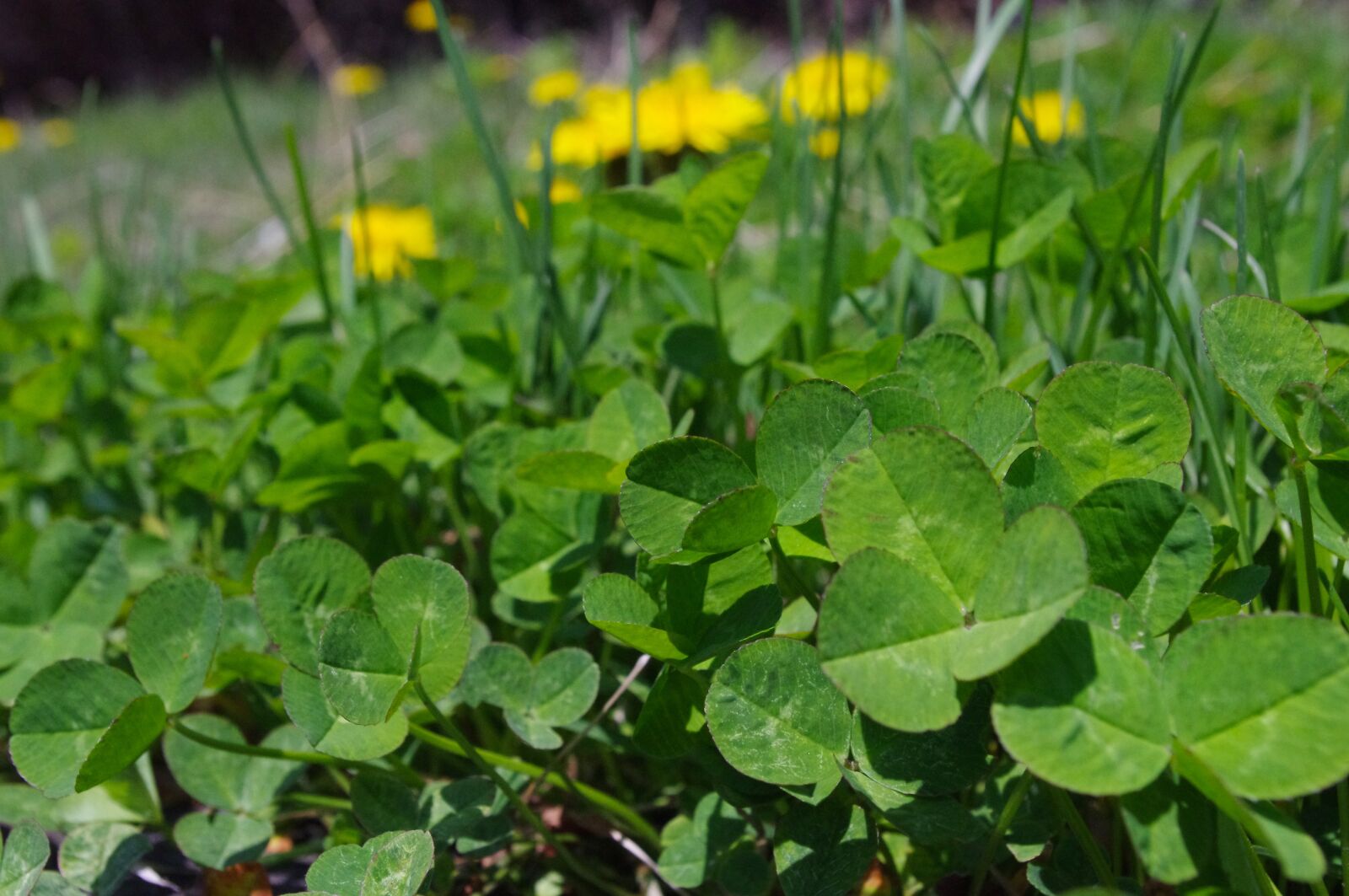 Pentax K-r sample photo. Clover, green, plant photography