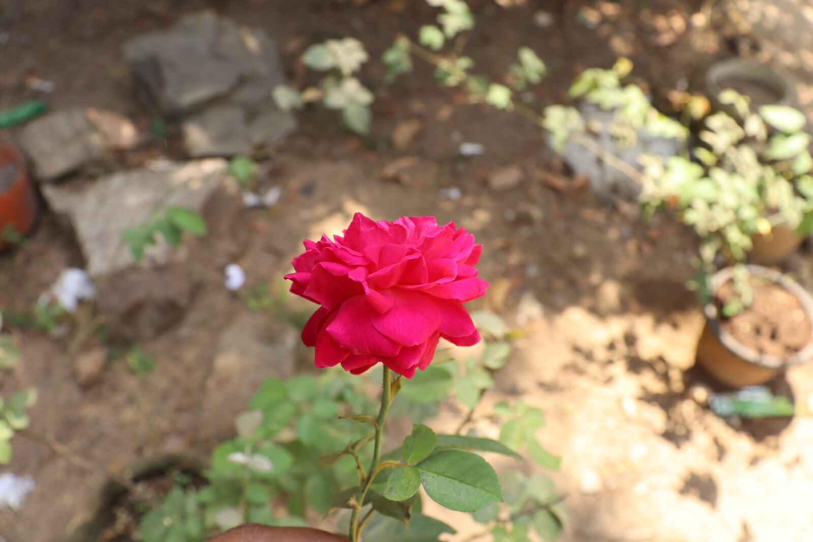 Canon EOS 250D (EOS Rebel SL3 / EOS Kiss X10 / EOS 200D II) sample photo. Flower, red, rose photography