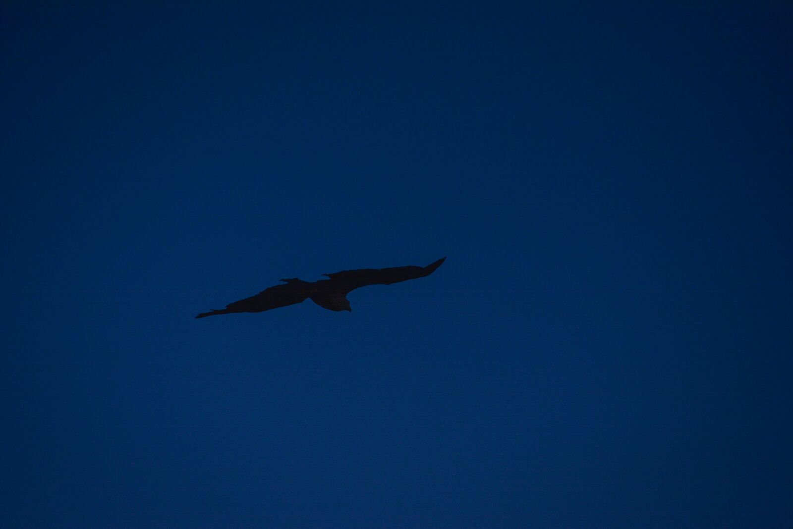 Nikon D7100 sample photo. Bird, nature, beautiful photography