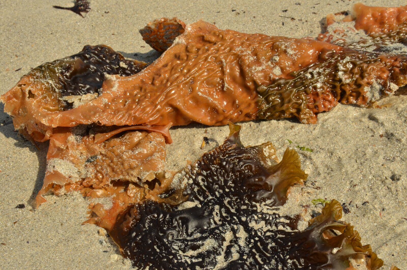 Nikon D7000 sample photo. Whose, seaweed, plant photography