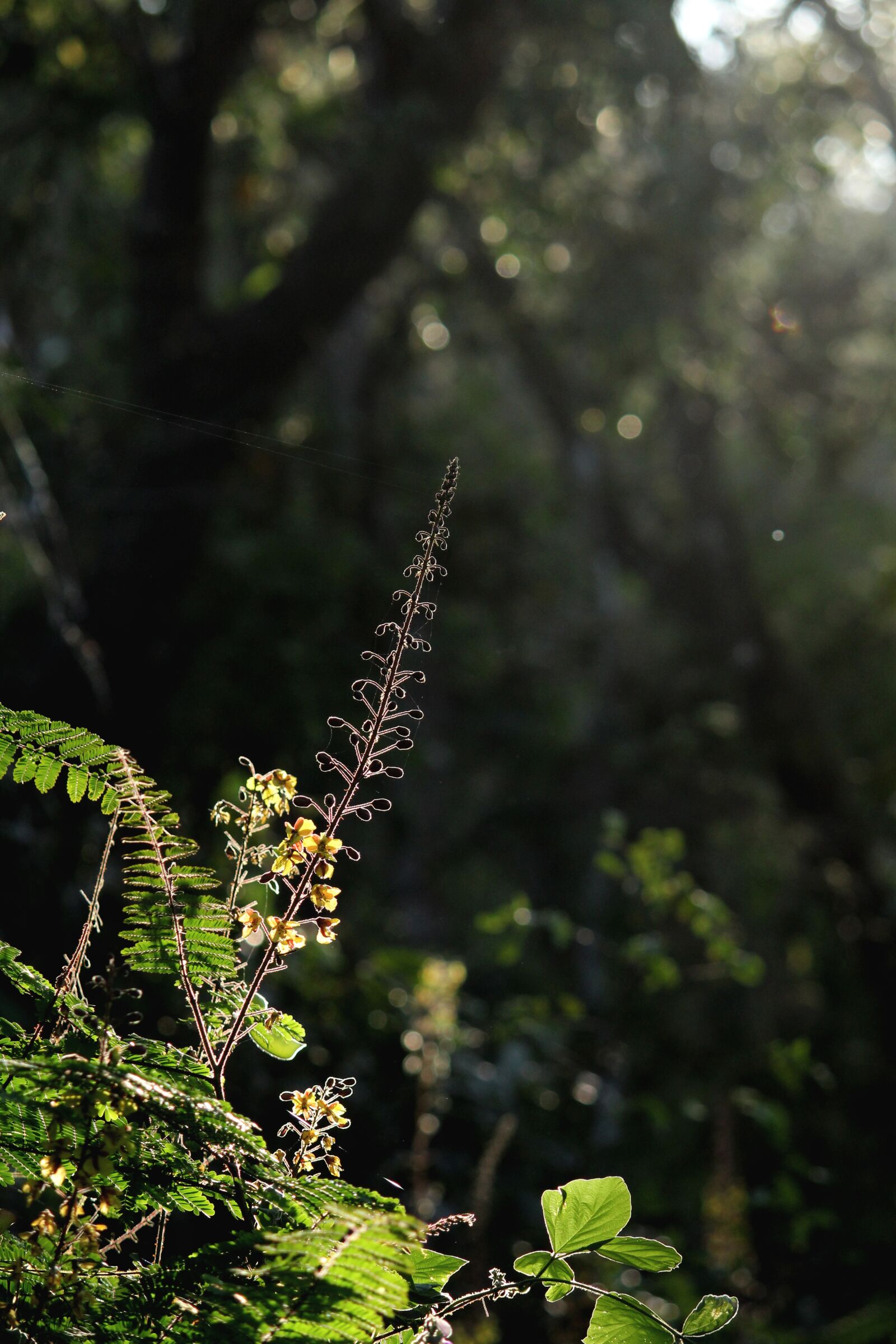 Canon EOS 1300D (EOS Rebel T6 / EOS Kiss X80) sample photo. Kerala, india, flower photography