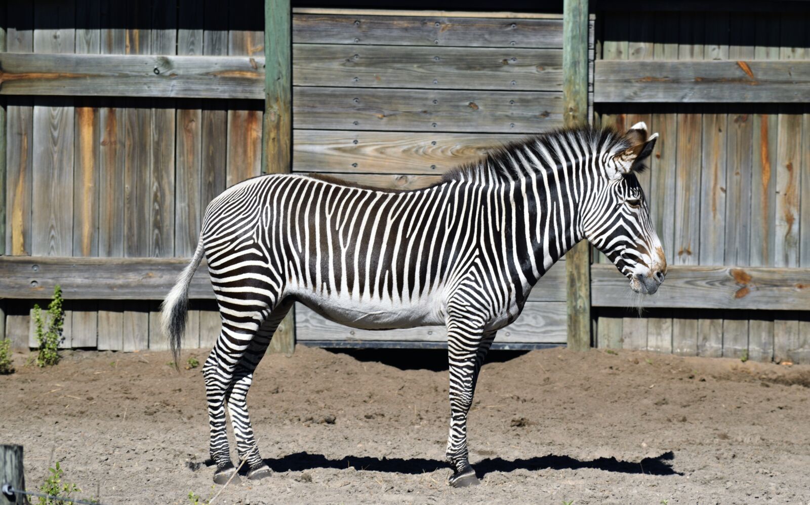 Nikon D3300 sample photo. Zebra, stripes, black photography