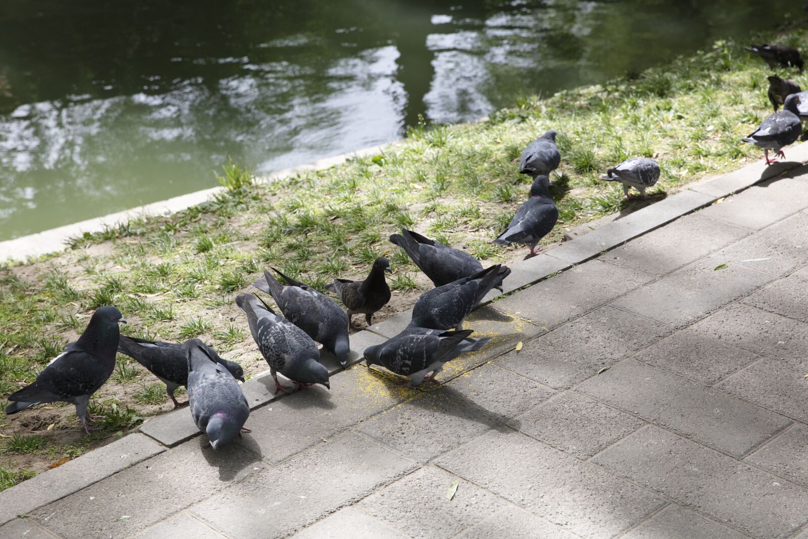 Canon EOS 5DS R + Canon EF 24-70mm F2.8L II USM sample photo. China, park, pigeon photography