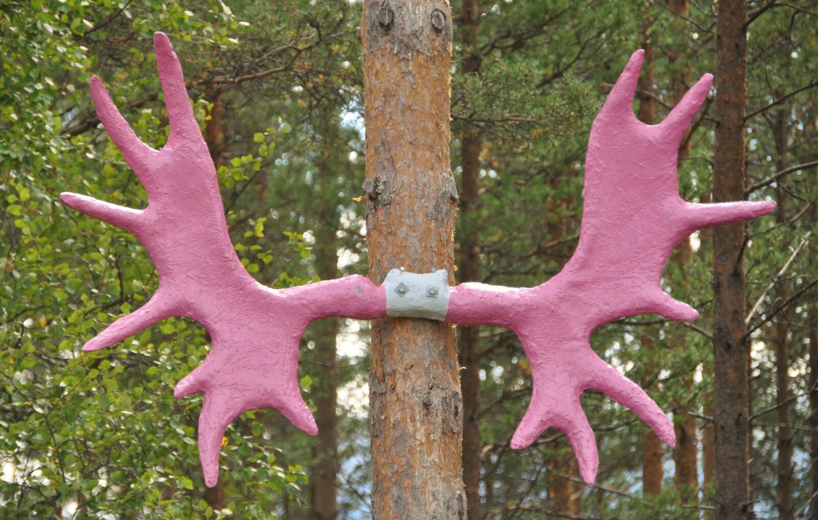 Nikon D5000 sample photo. Moose, antler, norway photography