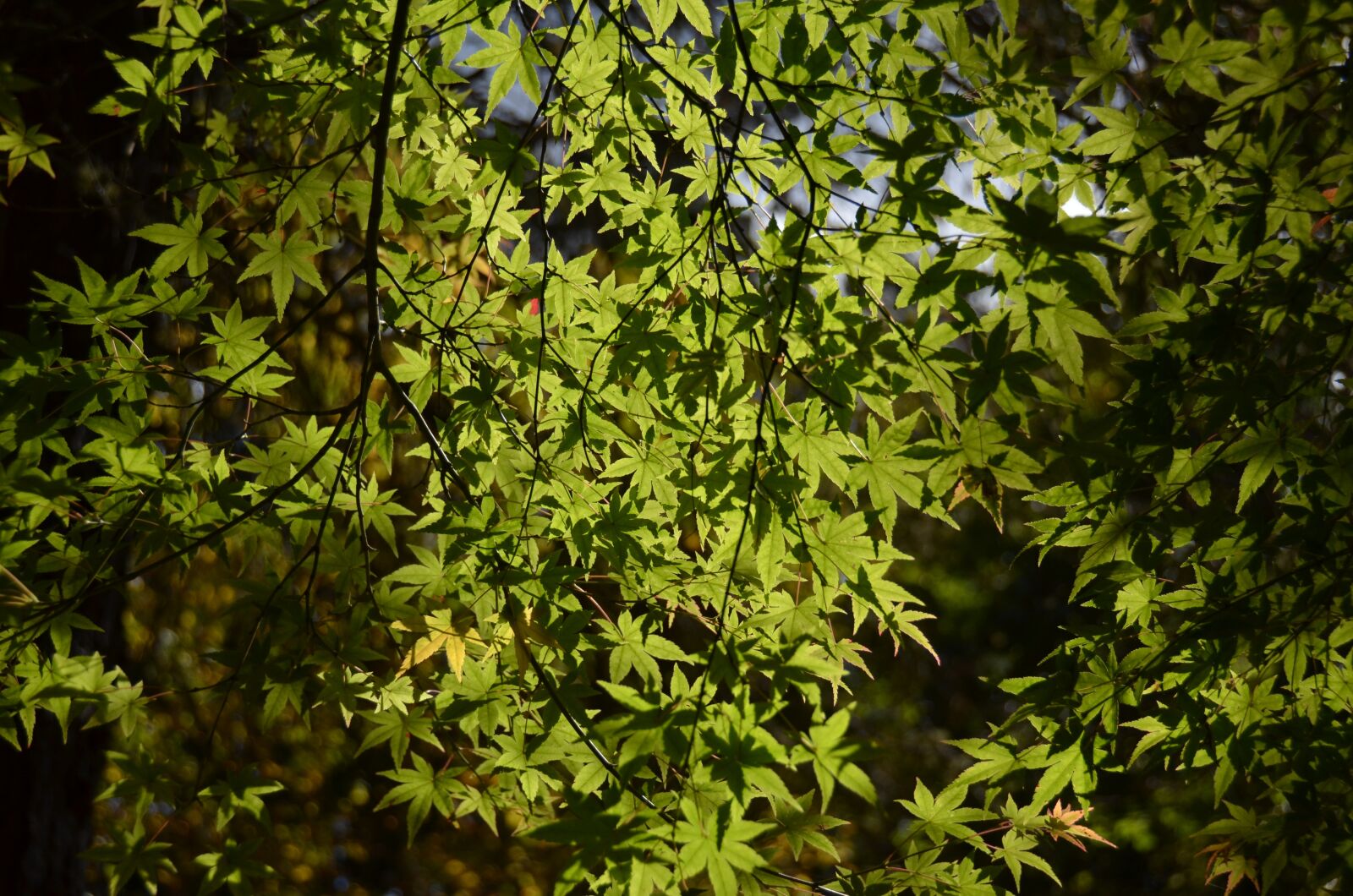 Nikon D7000 sample photo. Tree, leaves, forest photography