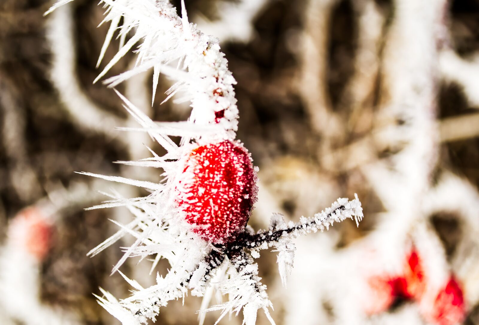 Nikon D5500 sample photo. Winter, ice, crystal photography