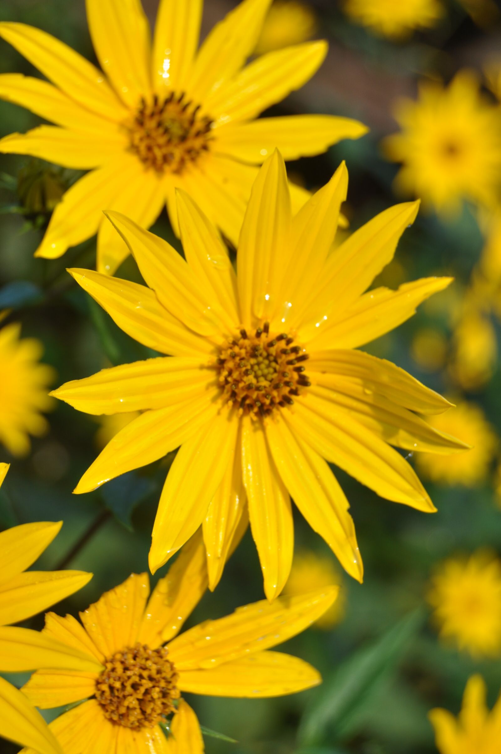 Nikon D90 sample photo. Wet flowers, yellow, nature photography