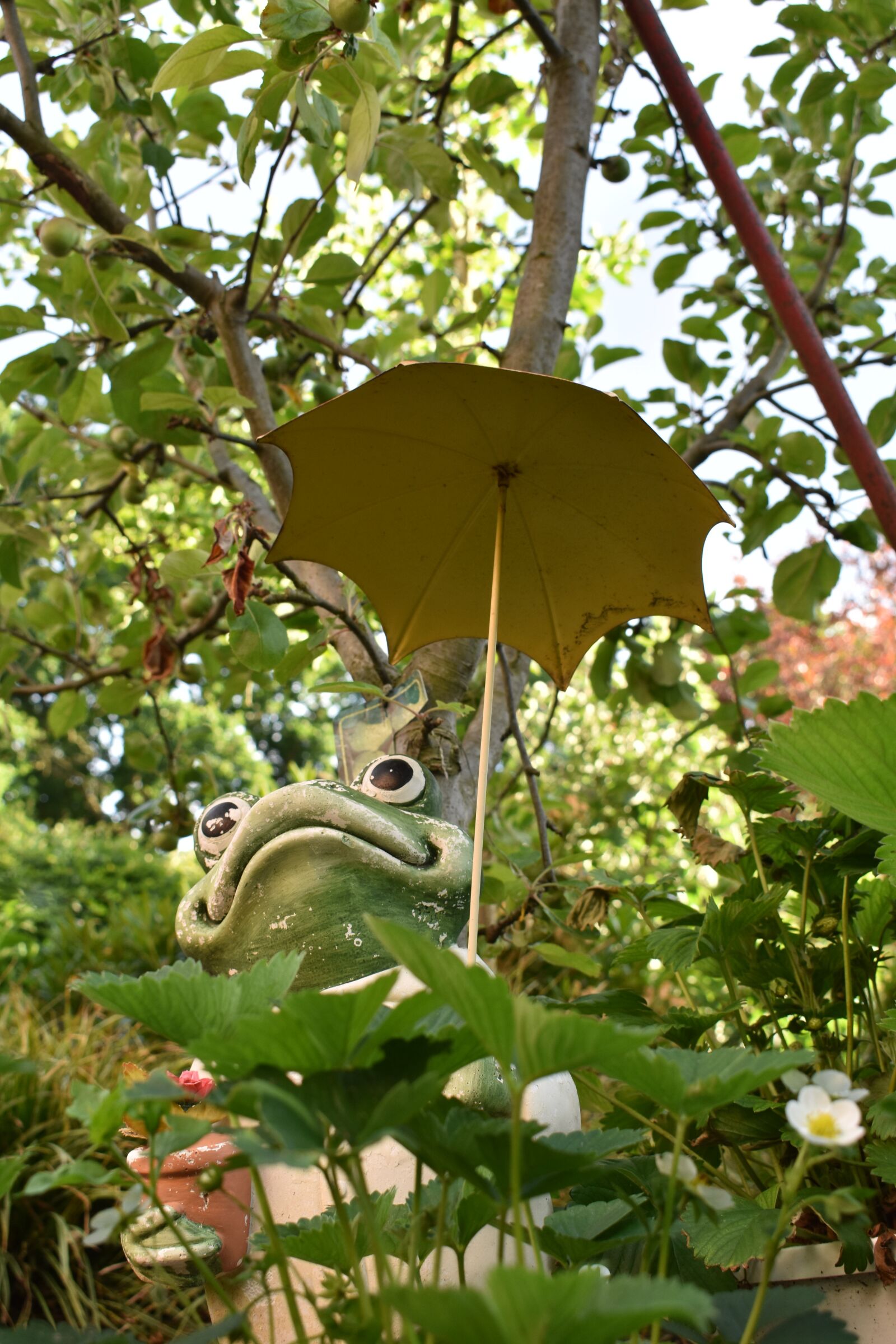 Nikon D3400 sample photo. Umbrella, frog, strawberries photography