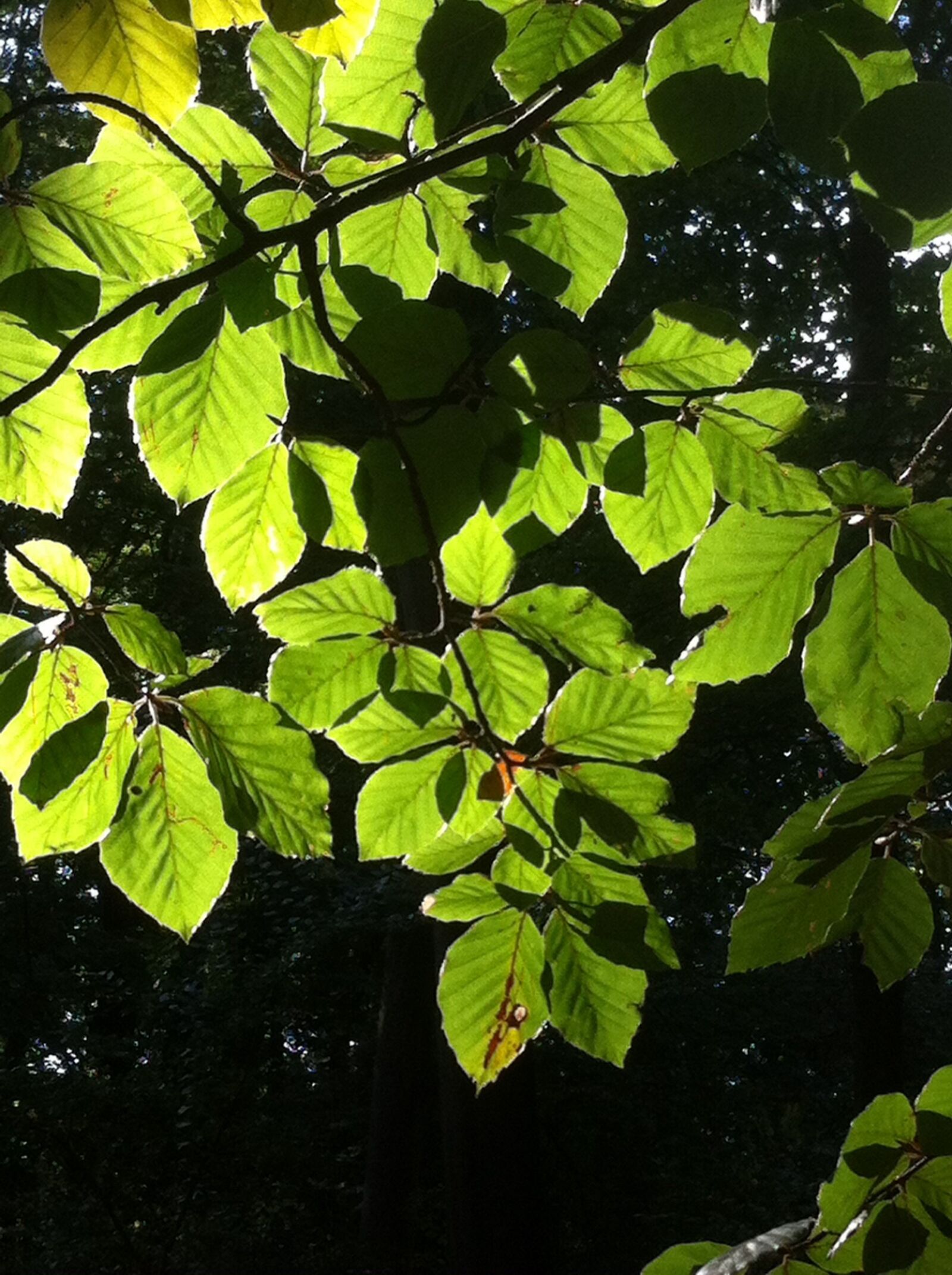 iPhone 4 back camera 3.85mm f/2.8 sample photo. Leaves, green, park photography