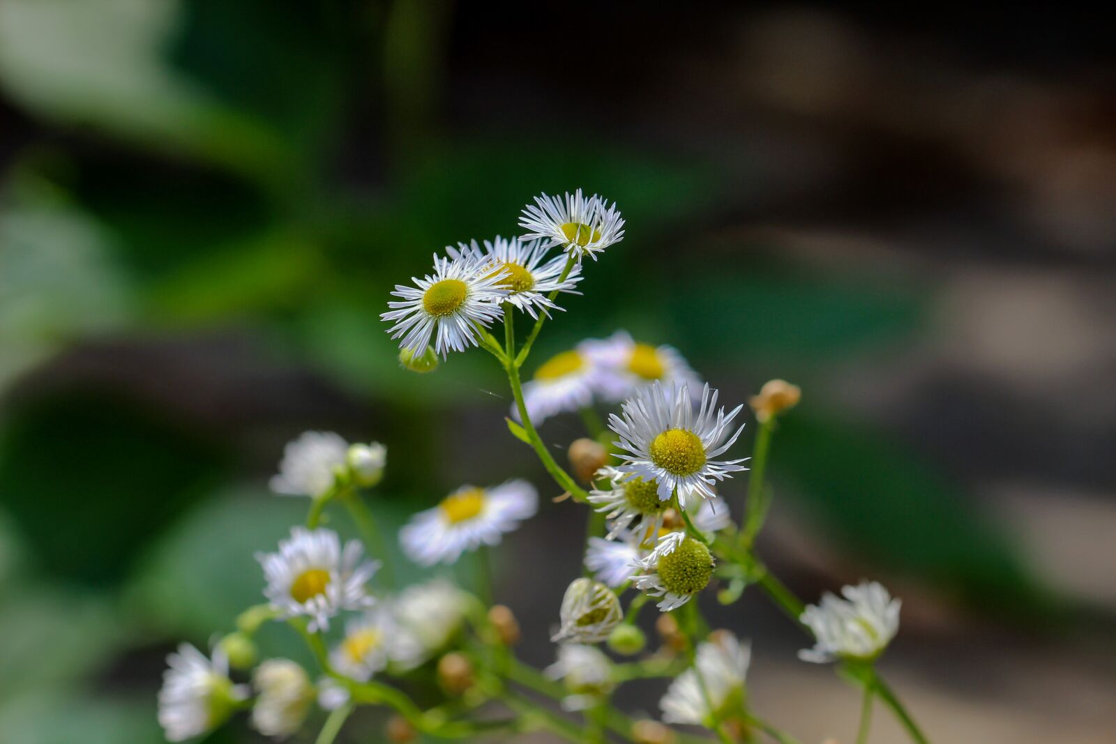 Canon EOS 600D (Rebel EOS T3i / EOS Kiss X5) sample photo. Flowers, macro, nature photography
