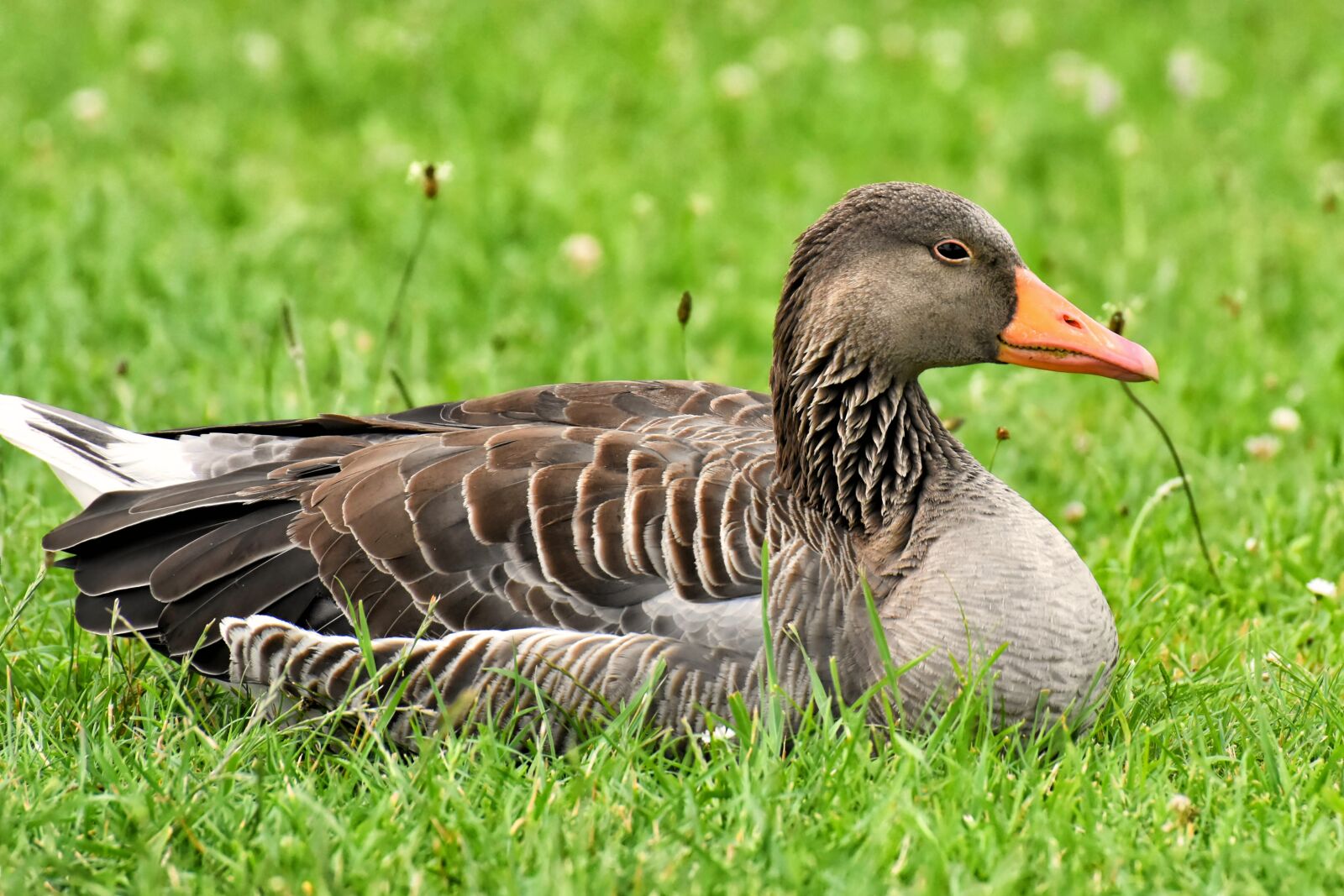 Nikon D7200 sample photo. Goose, wild goose, water photography