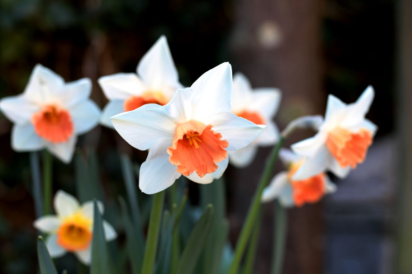 Canon EOS 7D Mark II sample photo. Narcissus pink charm, plant photography