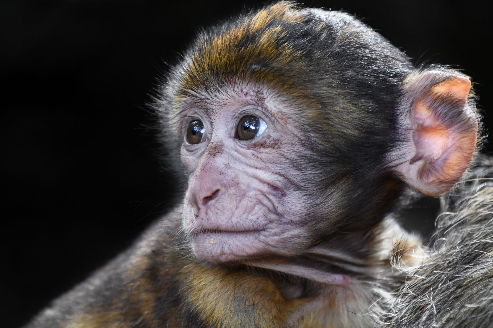 Nikon D500 sample photo. Monkey, baby, look photography