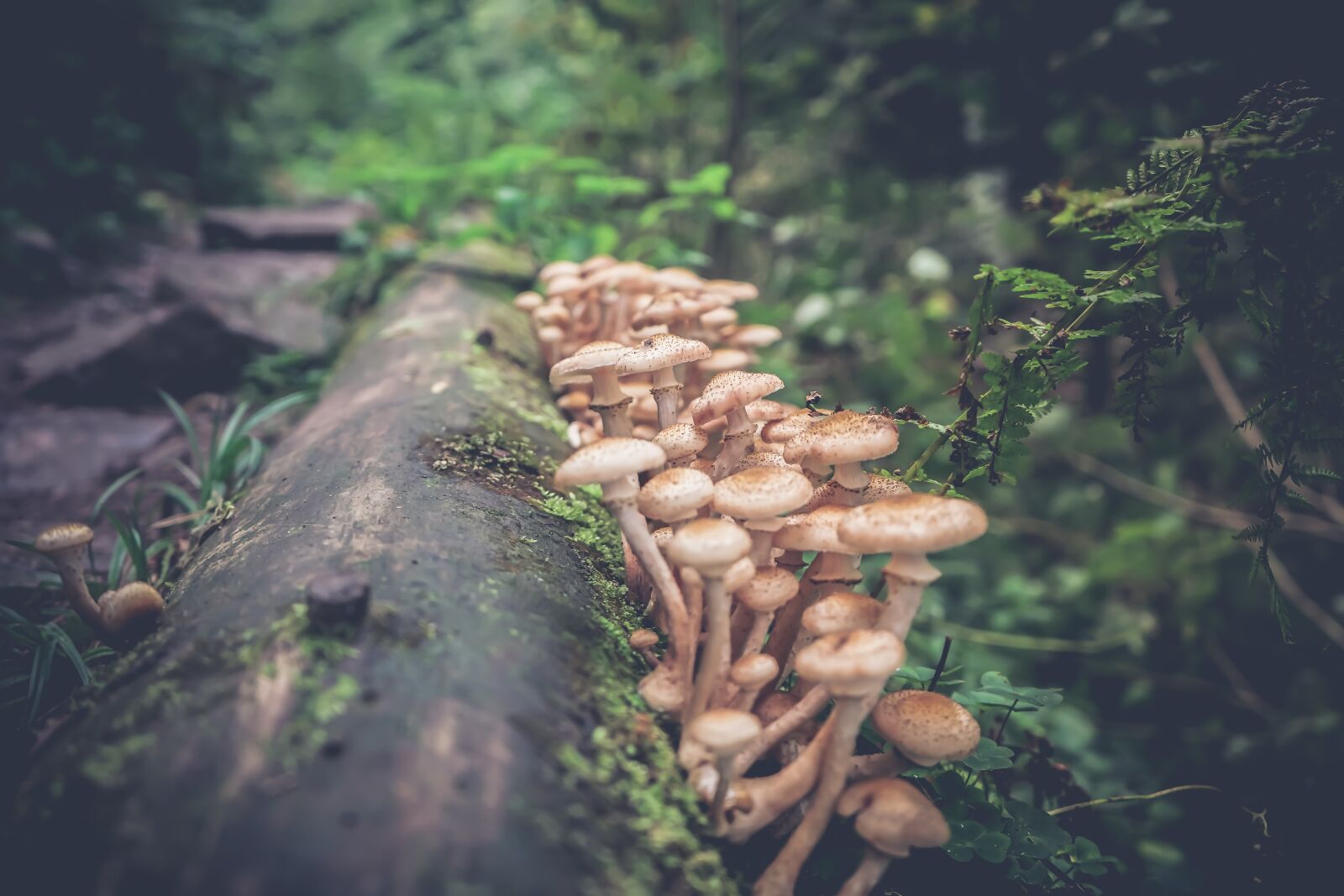 Sony a7 II + Sony FE 28-70mm F3.5-5.6 OSS sample photo. Mushrooms, forest, mushroom photography