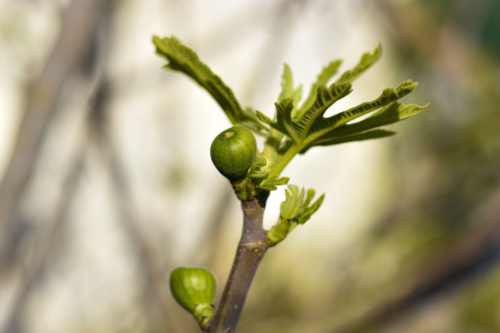 Nikon D5600 sample photo. Fig young, spring, fig photography