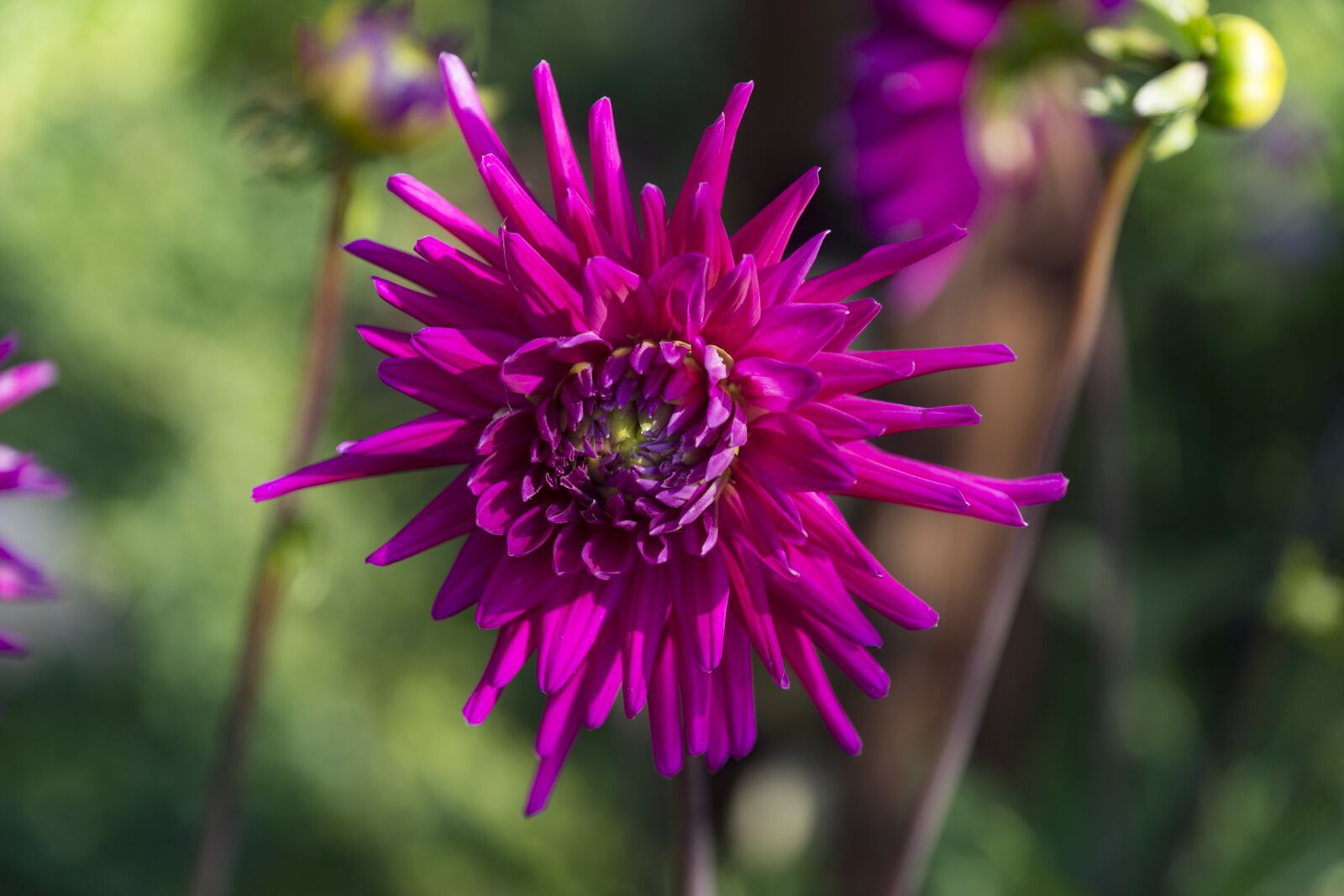 Sony SLT-A77 + Sony DT 16-50mm F2.8 SSM sample photo. Dahlia, garden, dahlia garden photography